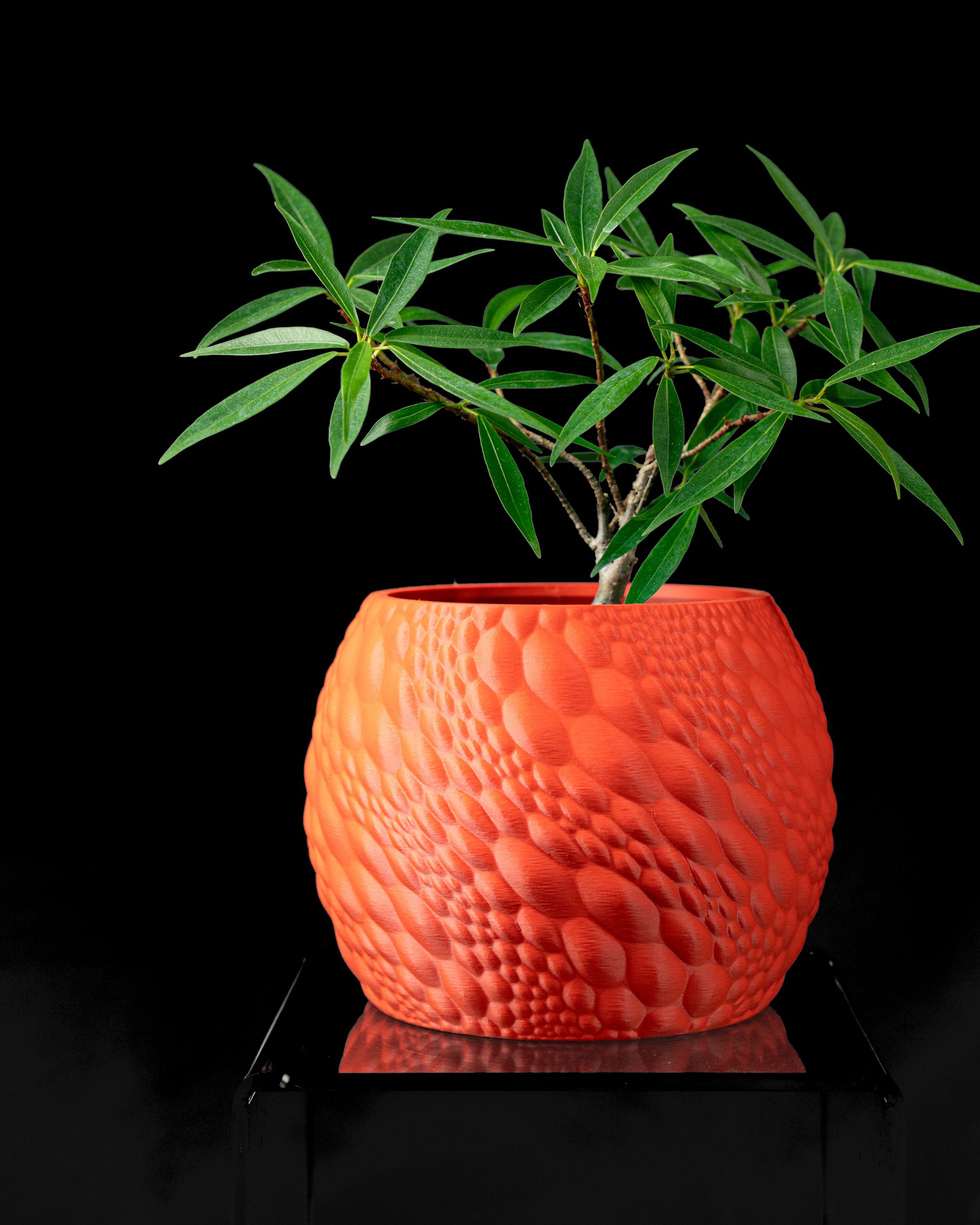 Gato Planter Pot - Image 2